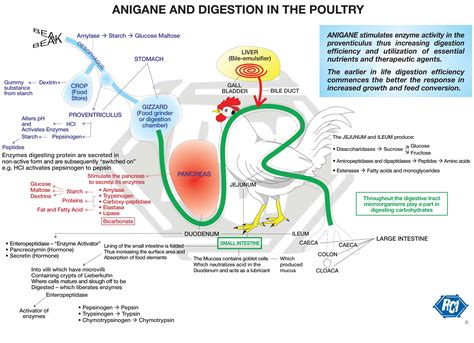 Chicken Digestive System Diagram Labeled The Digestive Syste