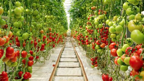 Going Beyond Yield Prediction in Greenhouse Tomatoes - Greenhouse Grower