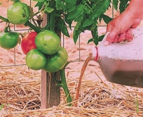 Cómo fertilizar Tomates para tener una gran cosecha Eco Jardín Mágico