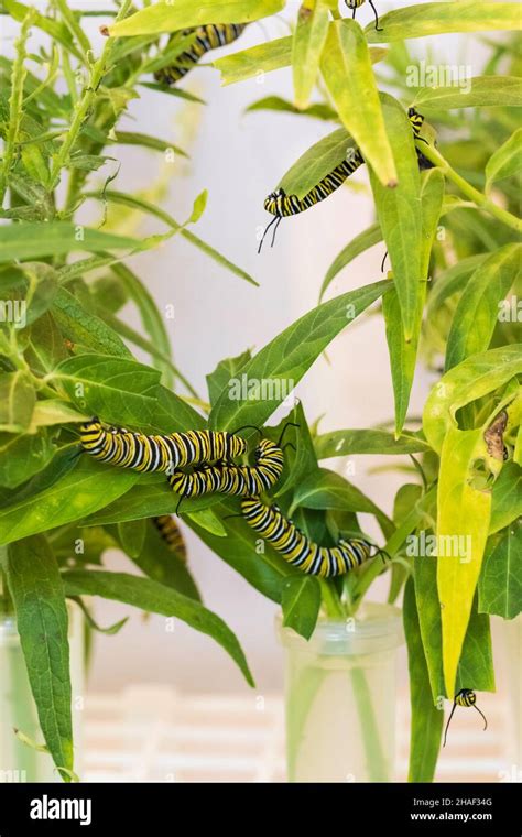 Multiple Fat Monarch Caterpillars Danaus Plexippus Feeding On