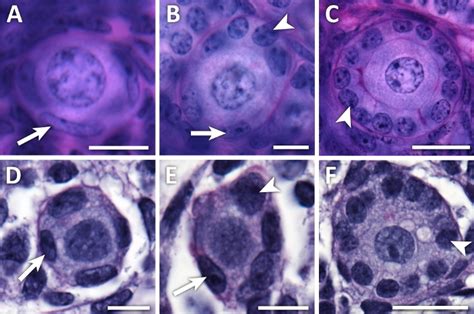 Accurate Follicle Enumeration In Adult Mouse Ovaries Video Jove