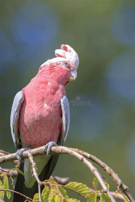 Closeup Portrait Of A Galah Cockatoo Eolophus Roseicapilla Bird Stock