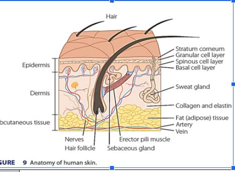 Intro To Derm Lecture Flashcards Quizlet