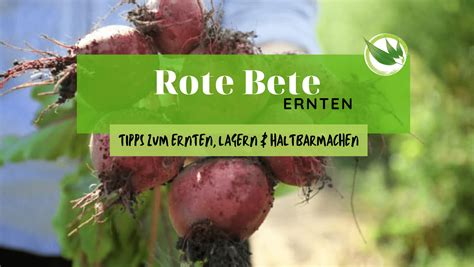 Rote R Ben Ernte Wann Ernten Wie Lagern