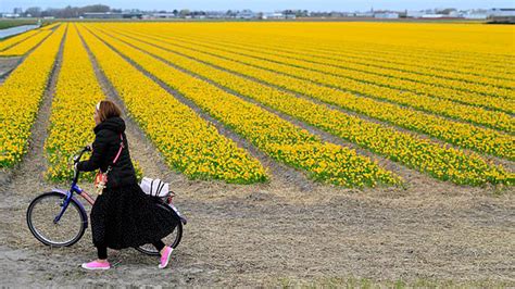 Dutch farmers to tourists: don’t trample on our tulips - Daily Times