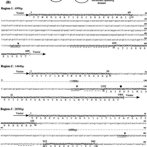 The Bacterial Artificial Chromosome Bac Clone 278e1 Contained A