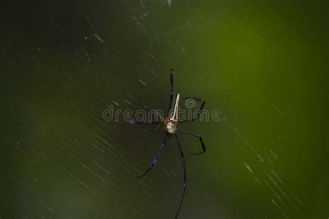 Riesenholzspinne Nephilpilipes Im Netz Stockbild Bild Von