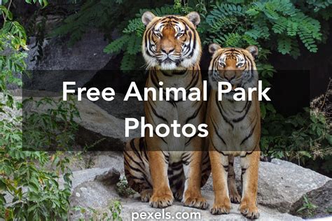 1000+ Great Animal Park Photos Pexels · Free Stock Photos