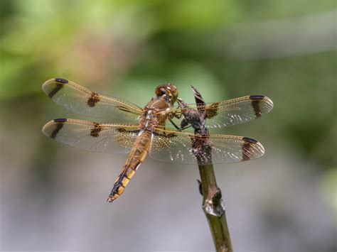 Painted Skimmer Dragonfly – 6/21/22 – Sharon Friends of Conservation