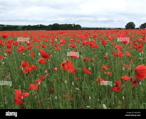 Common Poppy Field Hi Res Stock Photography And Images Alamy