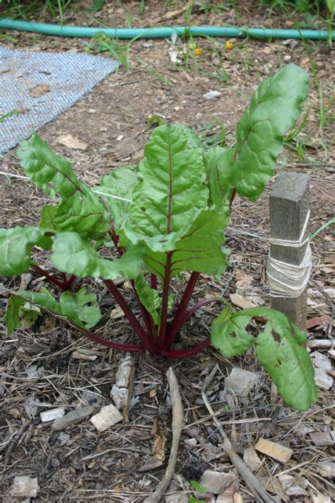 Beet Walter Reeves The Georgia Gardener