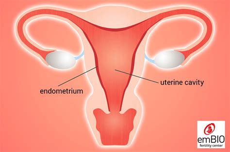 Uterine Rejuvenation With Prp Endometrial Rejuvenation Embio Ivf