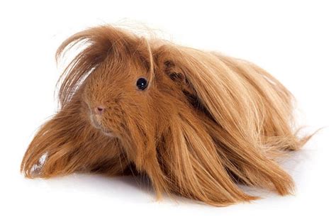 Peruvian Guinea Pig: Facts, Personality, Care, with Pictures