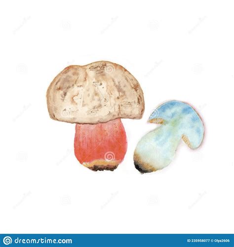 Pilzboletus Satanas Aquarell Giftiger Pilz Boletus Satanic Handgezogen