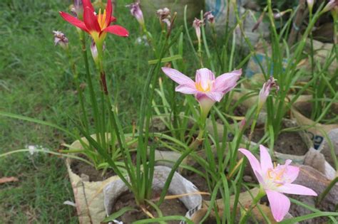 Premium Photo Daylilies Flower Plant On Packet In Nursery For Harvest