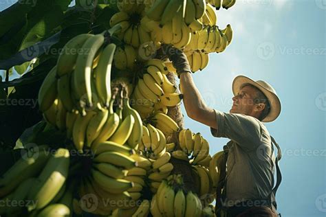 Farmer Working In A Banana Plantation Harvesting Of Ripe Bananas Ai