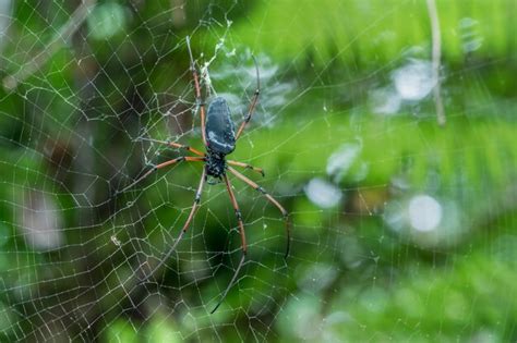 Premium Photo | Giant spider on web