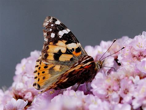 Painted Lady Butterfly Migration To The British Isles Wildlife Insight