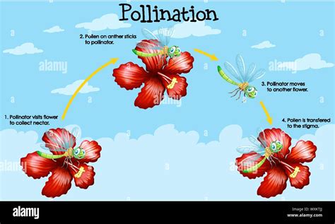 Diagram Showing Pollination With Flowers And Bugs Illustration Stock Vector Image And Art Alamy