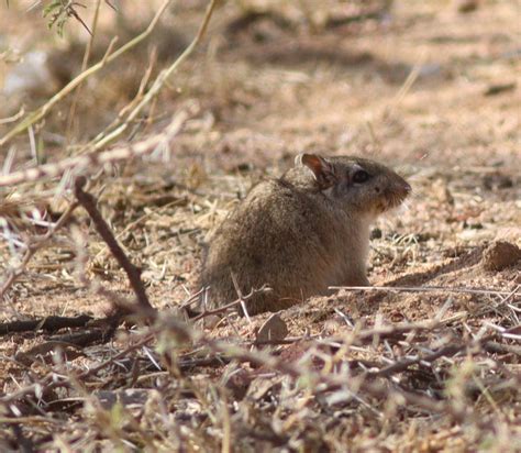 meriones rex yerbury thomas