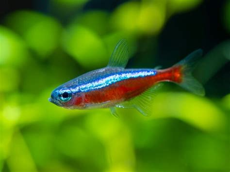 Cardinal Tetra Care: Everything You Need To Know - FishHQ