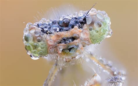 insect eyes-macro photography Wallpapers Preview | 10wallpaper.com