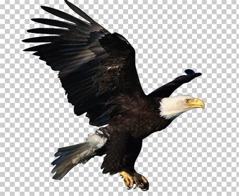 Atlxe Tico Clube Juventus Bald Eagle Png Clipart Adobe Illustrator