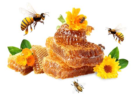 Bee Honey Png Photos Png Mart