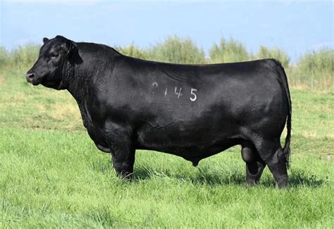 Angus Semen For Sale Sb10 2438 Sire Buyer