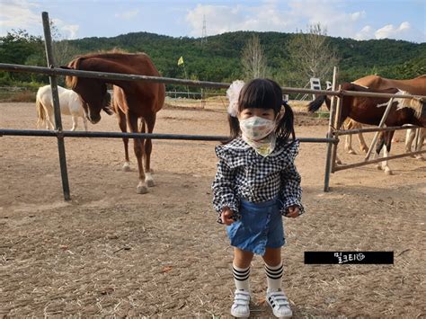 울산 언양 포니랜드 동물 먹이주기 체험 승마체험 가능한 곳 네이버 블로그