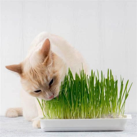 Organic Cat Grass Seeds (Dactylis glomerata) - Price €1.95