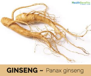 Ginseng Facts And Health Benefits Health Benefits