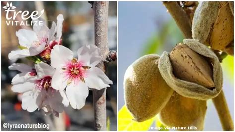 12 Different Types of Almond Trees & Identifying Features