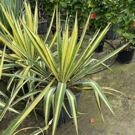 Yucca Filamentosa Golden Sword For Sale Delivery By Charellagardens