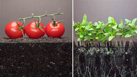 Growing Tomato Plant From Seeds Time Lapse Youtube