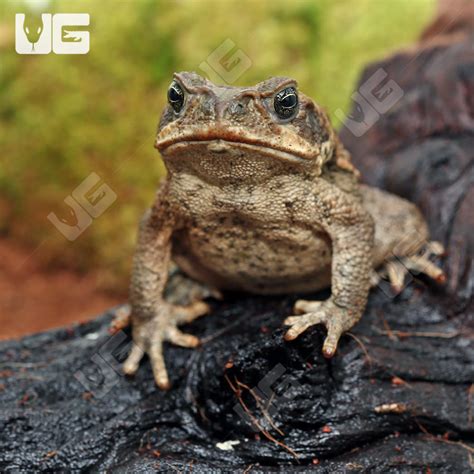 Marine Toads For Sale - Underground Reptiles