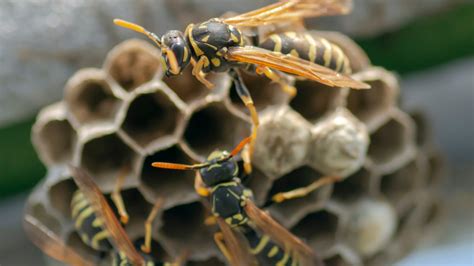 An Expert Explains The Safest Way To Remove A Wasps Nest From Your Home Exclusive