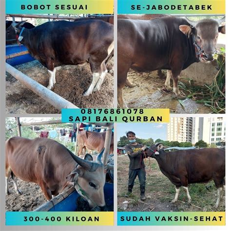 Harga Sapi Bali Qurban Terdekat Di Pasar Manggis Setiabudi