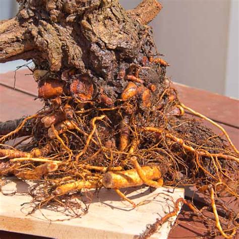 How to build a wooden box for an elm bonsai in 1min 42sec, well almost ...