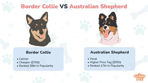 Border Collie VS Australian Shepherd - 12 Surprising Differences - The Goody Pet