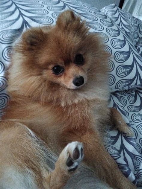 A Small Brown Dog Laying On Top Of A Bed