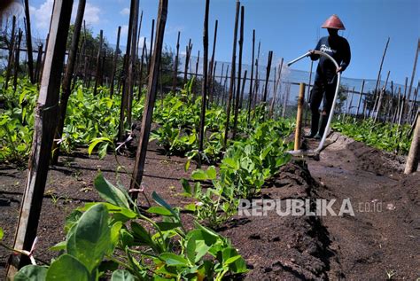 Sektor Pertanian Berpotensi Jadi Penopang Ekonomi Tahun Ini Republika