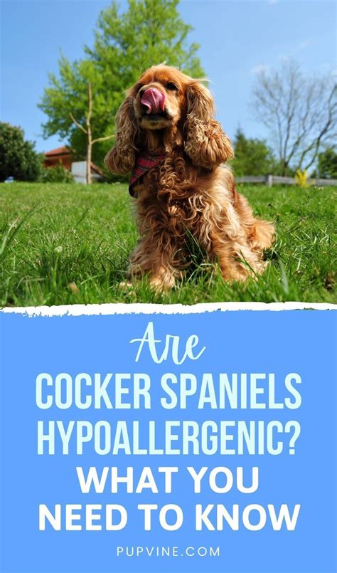 Do Cocker Spaniels Shed Everything You Need To Know Artofit