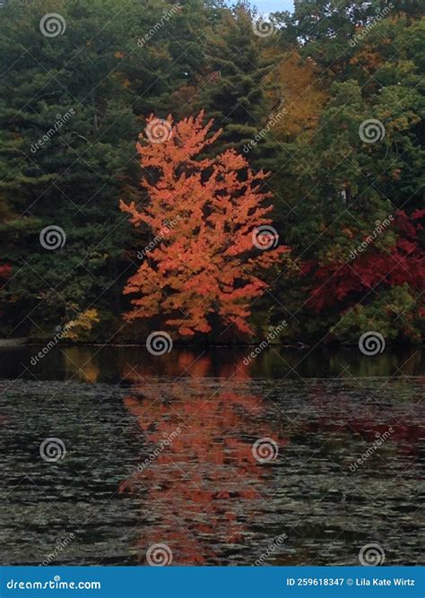 New England Fall Orange Tree Reflection On Pond Stock Image Image