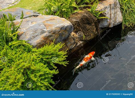 Beautiful Koi Fish at Outdoor Japanese Garden Stock Photo - Image of ...