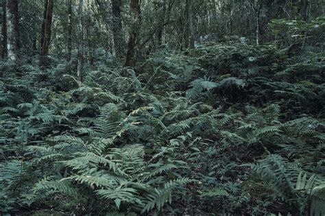 Premium Photo Image Of Wild Fern Plants In The Jungle