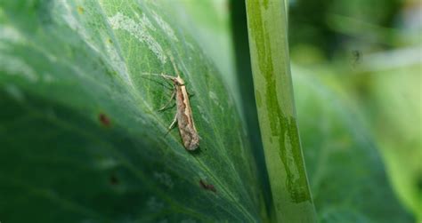 Diamondback Moth Insects Syngenta Philippines