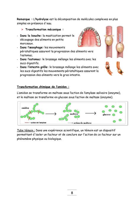 La Digestion Des Aliments Et Labsorption Intestinale Cours MA