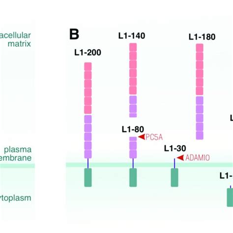 Structure And Ectodomain Shedding Of L A Full Length L L