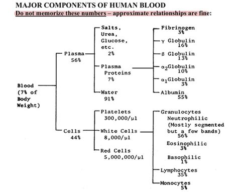 Red Blood Cells Flashcards Quizlet